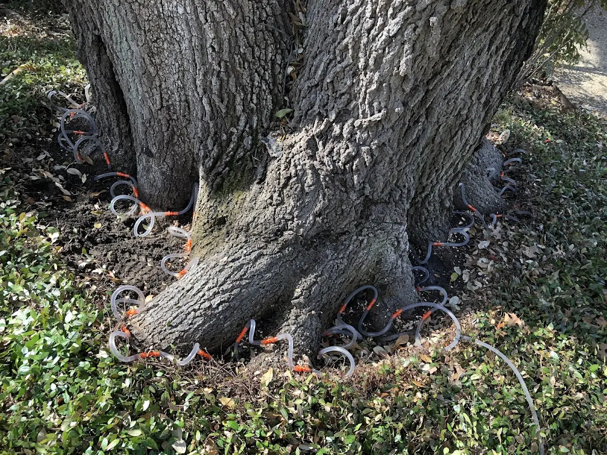 Detailed Tree Cabling and Bracing job site in Minden City