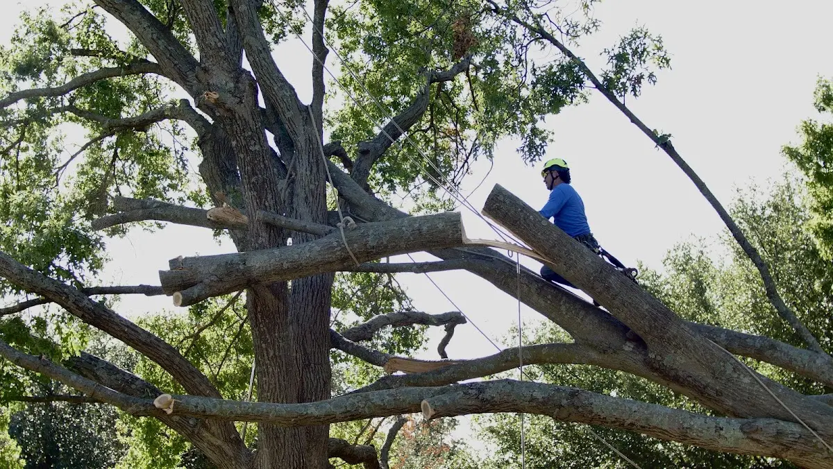 Professional Crown Thinning performed by certified arborists in Minden City