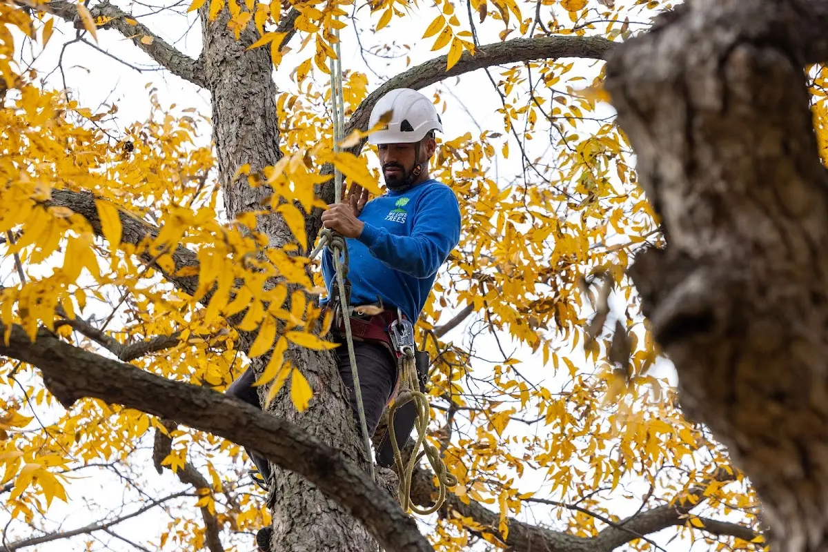 Skilled Tree Pruning crew working in Minden City