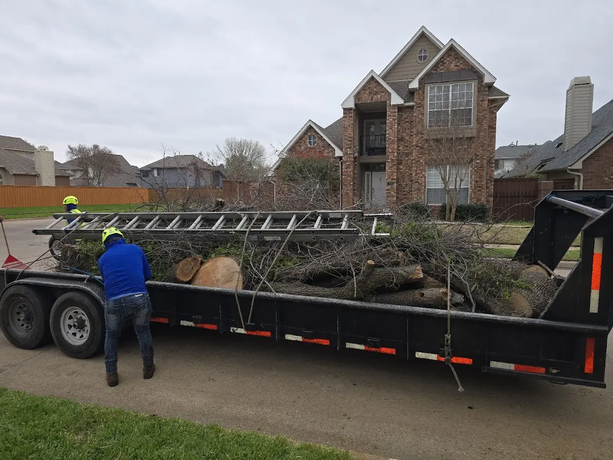 Expert Tree Pest Control with proper safety equipment in Minden City
